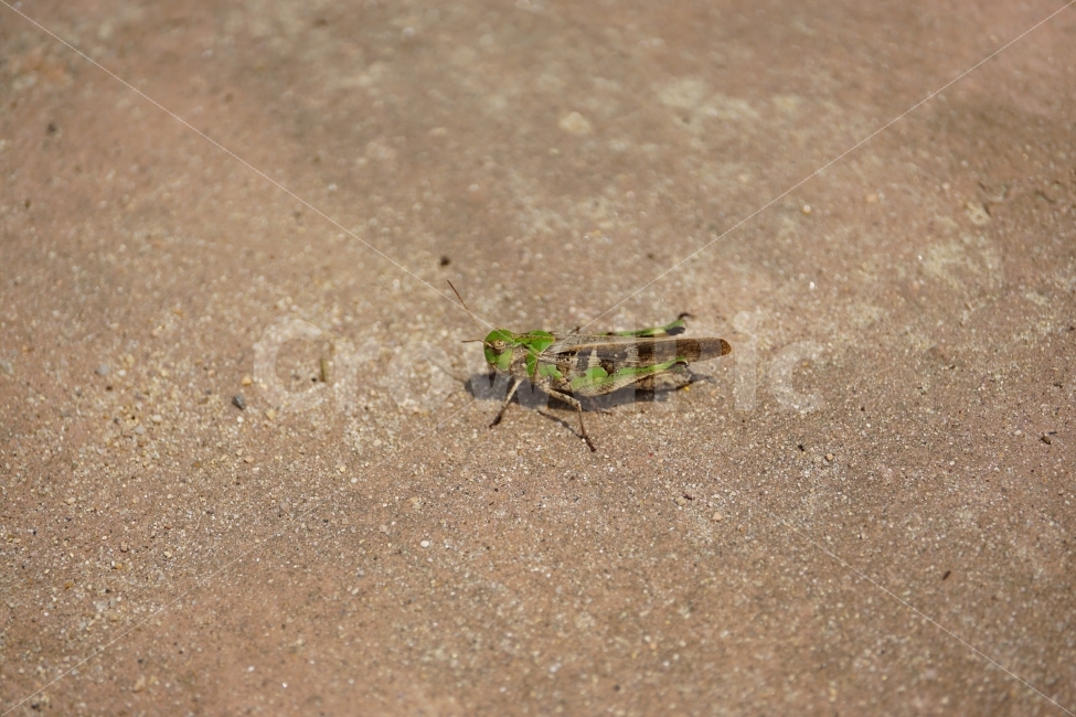 메뚜기,곤충,벌레,동물,자연,여름,8월,insect,nature,summer,animal,동물,animal,곤충,벌레,insect,bug