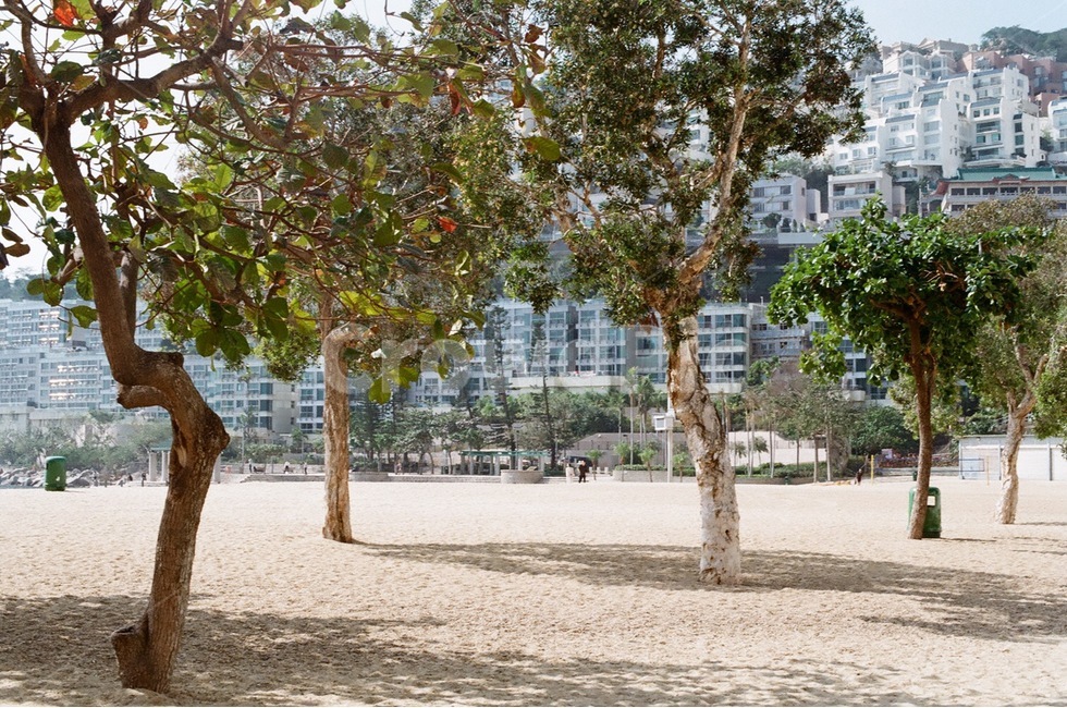 나무,모래사장,해변,모래사장나무,이국적,도시,풍경,city,landscape,식물,자연,plants,nature,나무,trees,wood