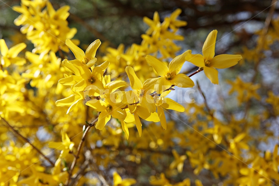 개나리,개나리꽃,꽃,봄꽃,노란꽃,봄,식물,자연,공원,식물,자연,plants,nature,꽃,flower