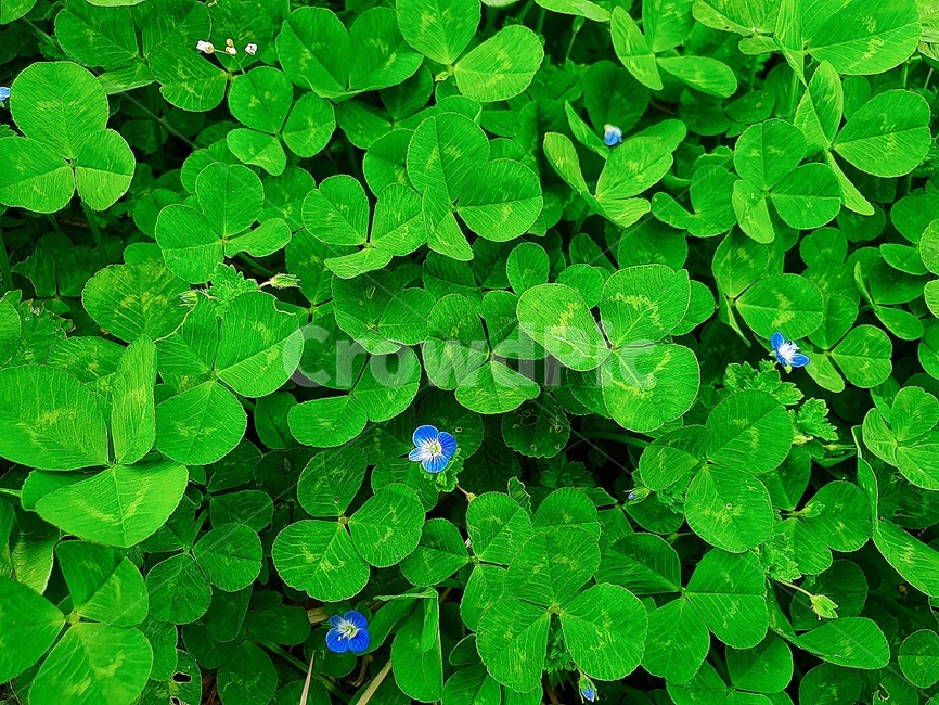 봄,클로버,토끼풀,clover,초록