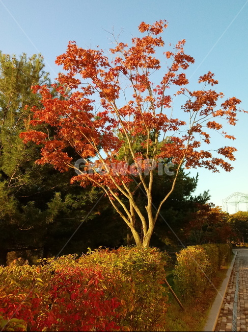 나무,단풍,plant,tree,leaf,잎,나뭇잎,나무줄기,maple,treetrunk,가을,계절,fall,autumn,season,식물