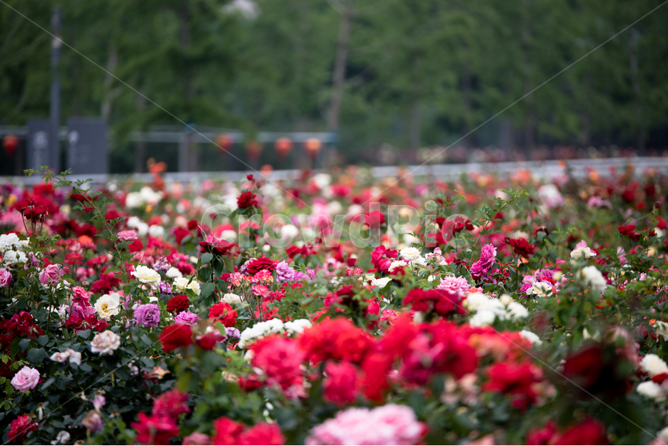 꽃,장미,flower,식물,장미꽃,식물,자연,plants,nature,꽃,flower