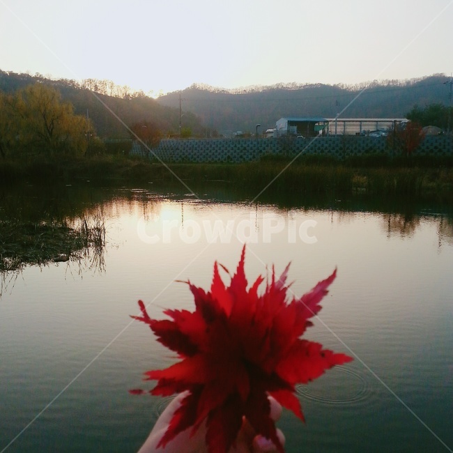 가을,단풍,단풍잎,풍경,maple,scenery,lake,호숫가,그림자,가을,계절,fall,autumn,season,leaf,잎,plant,식물,water,물