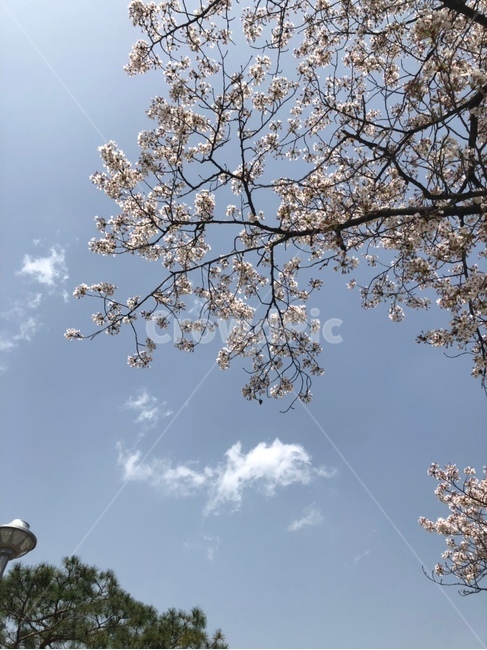 봄,벚꽃,하늘,나무,나뭇가지,spring