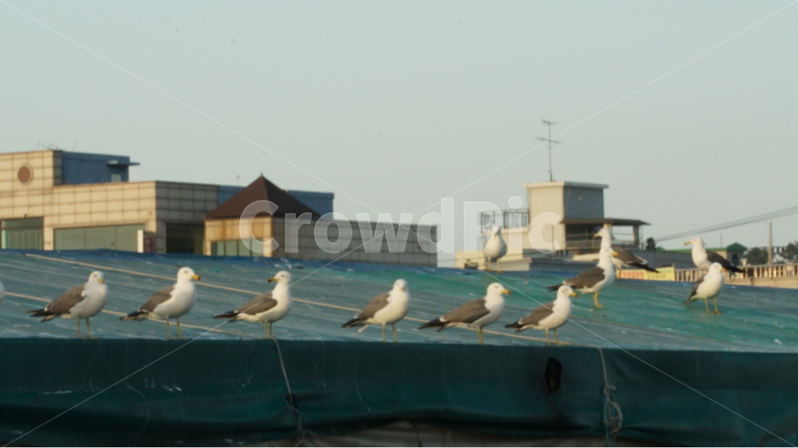 안산,오이도,갈매기,풍경,바다,동물,animal,조류,새,birds
