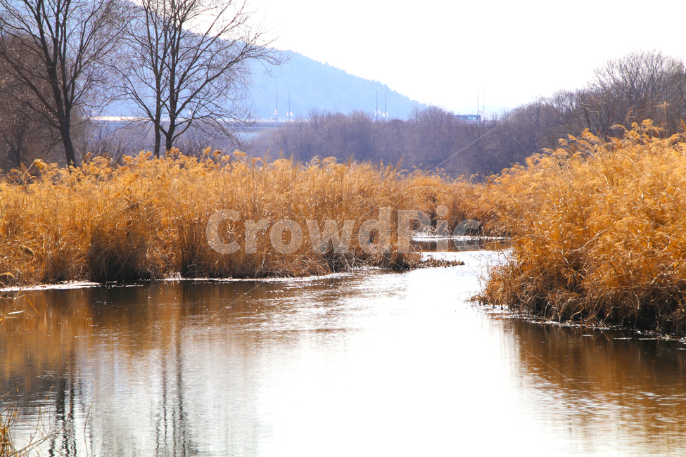갈대,억새,풀,마른풀,강,하천,가을,계절,fall,autumn,season,자연,풍경,nature,landscape,water,물,outdoors,옥외,land,땅,plant,식물,grass,잔디