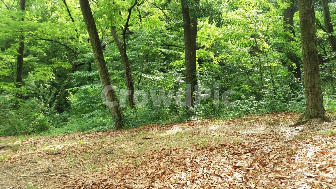 공원,휴식,햇살,여유,희망,숲
