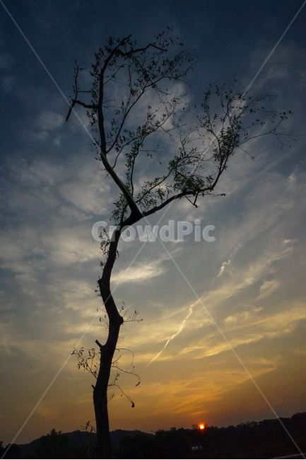 나무,석양,해넘이,노을,구름,하늘,풍경,식물,자연,plants,nature,나무,trees,wood