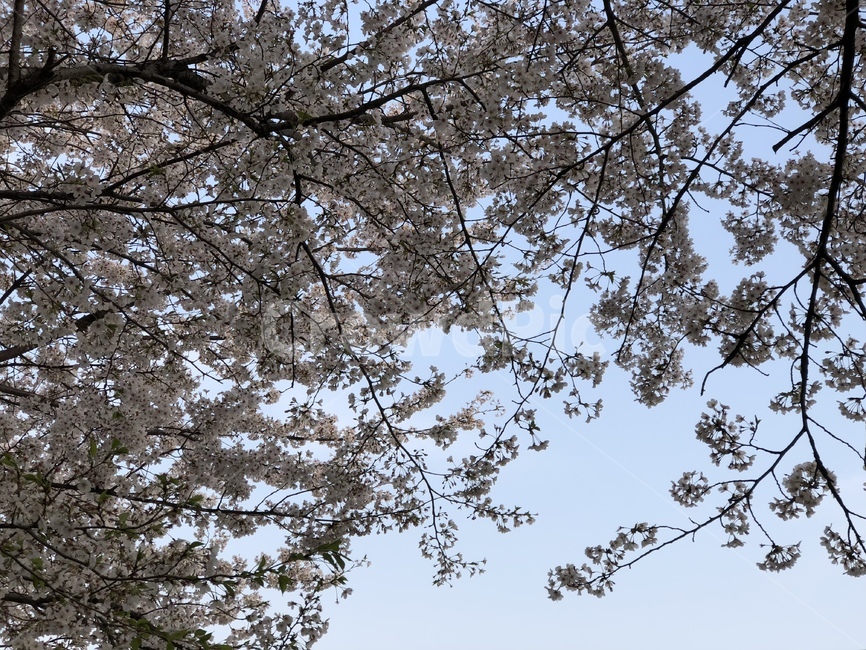 벚꽃,벚꽃축제,잠실,석촌호수,봄,나들이,산책,꽃,봄,계절,spring,season,plant,식물