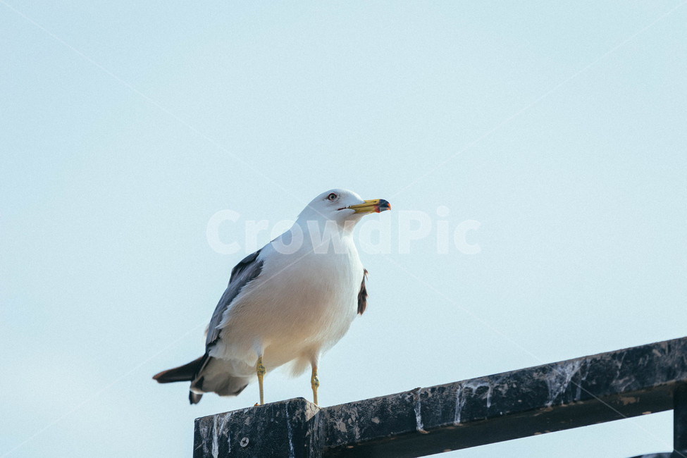 seagull,bird,갈매기,새,animal,동물