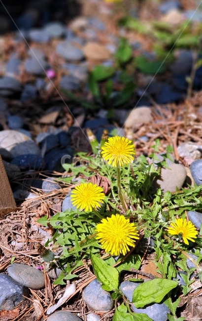 민들레,잡초,꽃,야생화,들꽃,flower,자생력,식물,plant,dandelion,봄,식물,자연,plants,nature,꽃,flower