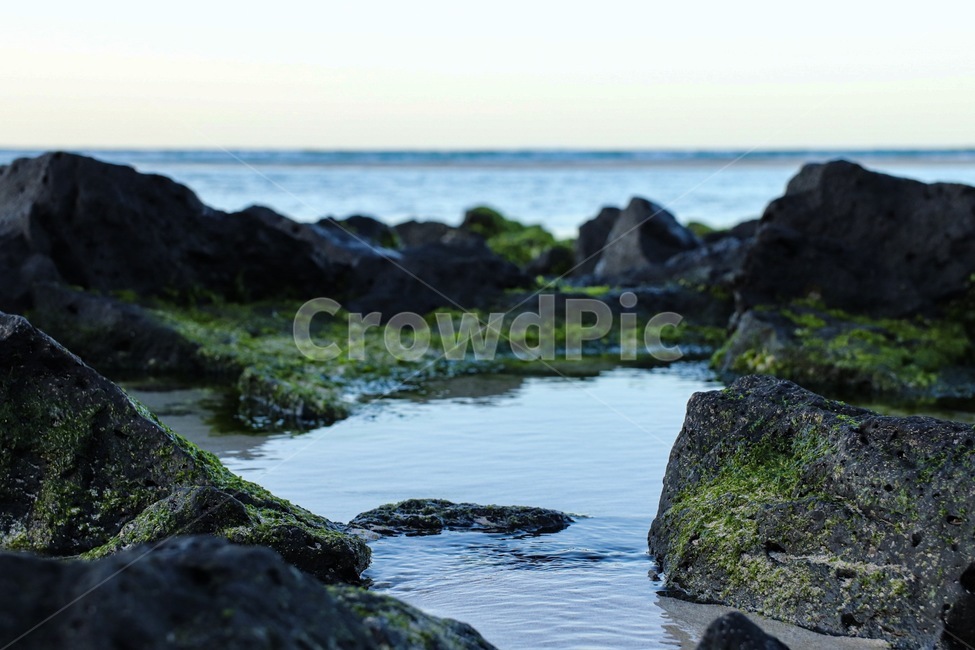조류,algae,바다,돌,이끼,자연,풍경,nature,landscape
