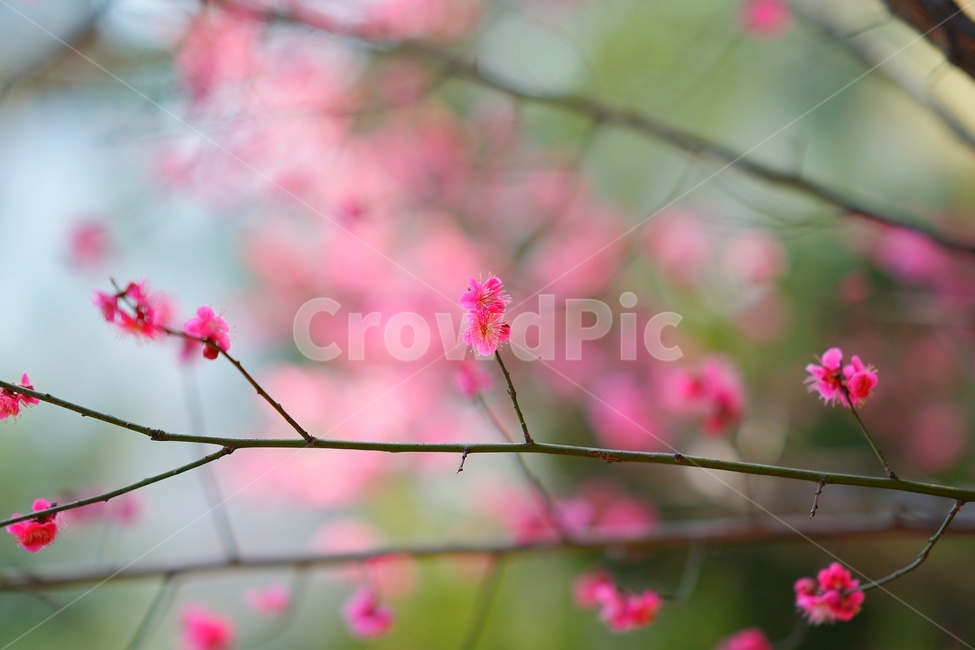 apricotflower,매화꽃,홍매화,plant,식물