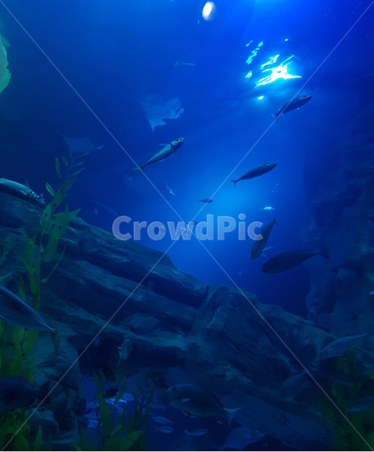 물,자연,바다,대양,해양생물,수족관,파란색,색감,물속,water,nature,sea,ocean,sealife,aquarium,blue,color,underwater,배경화면
