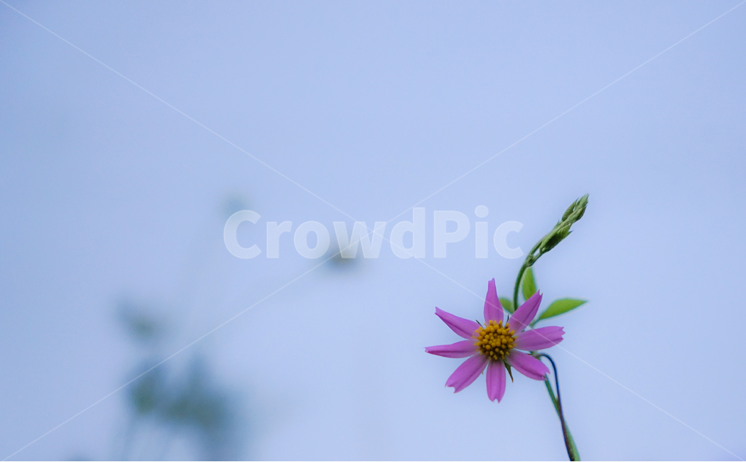 코스모스,가을,식물,자연,꽃,가을,계절,fall,autumn,season,식물,자연,plants,nature,꽃,flower,plant,blossom,daisy,데이지,daisies