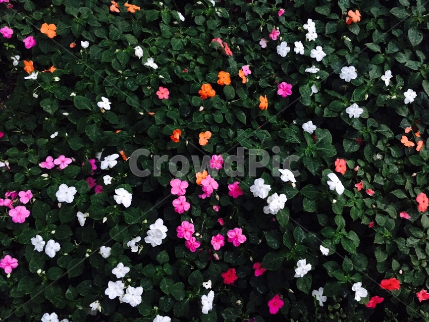 꽃,알록달록,플라워,flowers,귀여운,식물,자연,plants,nature,꽃,flower