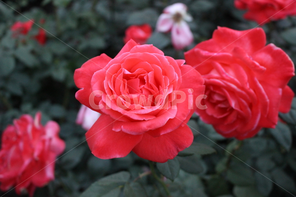 blossom,plant,식물,rose,장미,flower,꽃,장미축제,장미정원,장미공원,장미꽃,장미꽃잎,빨간장미,자연,기념일꽃,식물,자연,plants,nature,꽃,flower