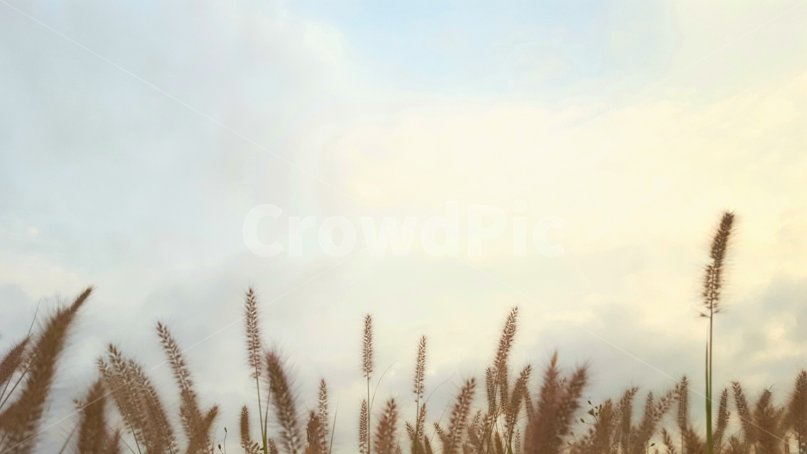 풀,식물,가을,하늘,낙엽,배경,가을,계절,fall,autumn,season,식물,자연,plants,nature,grass,잔디,plant