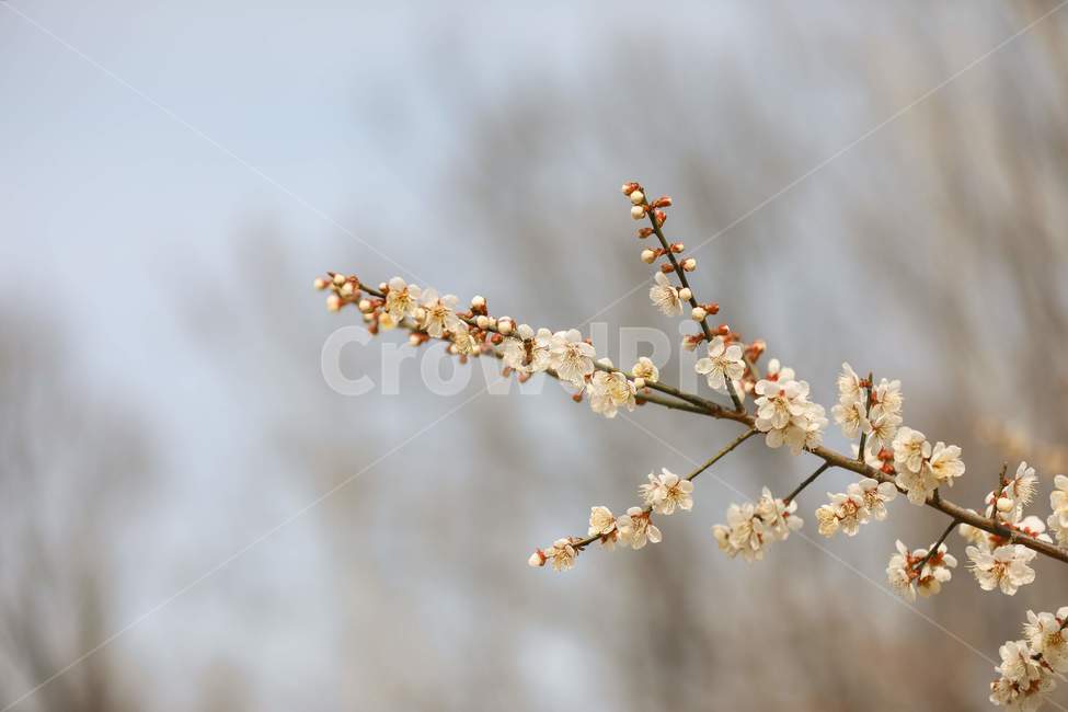 plant,식물,flower,blossom,spring,봄,twig,나뭇가지