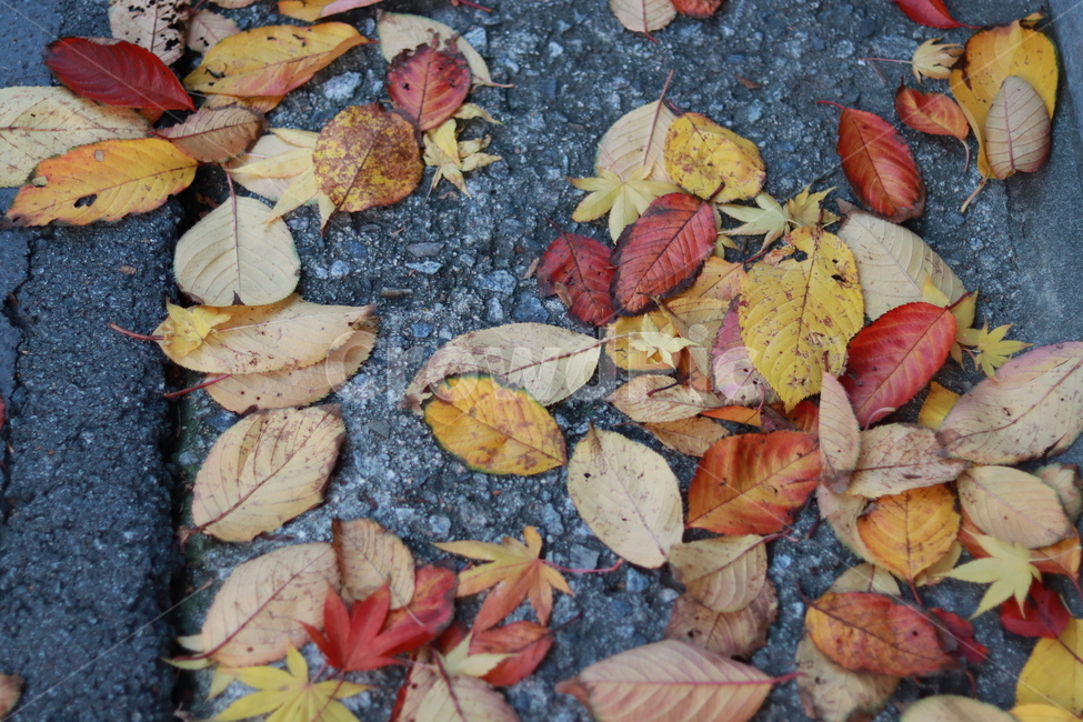 가을,낙엽,단풍,autumn,거리,가을,계절,fall,autumn,season,leaf,잎,plant,식물