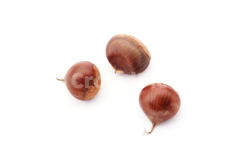 autumn,brown,chestnut,closeup,fall,food,macro,natural,nature,nut,plant,white,whitebackground,가을,밤,열매,클로즈업,음식,자연,흰배경,탑앵글,탑뷰,알밤,가을,계절,fall,autumn,season,음식,식재료,요리,food,cook,meal,dishes,food reserves,과일,열매,fruit,누끼,remove background,식물,vegetable,야채
