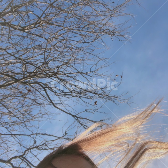 바람,날씨,겨울,나무,하늘,배경,추위
