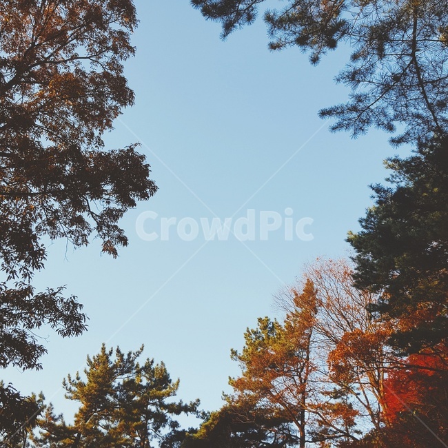 tree,나무,plant,식물,sky,하늘,자연,숲
