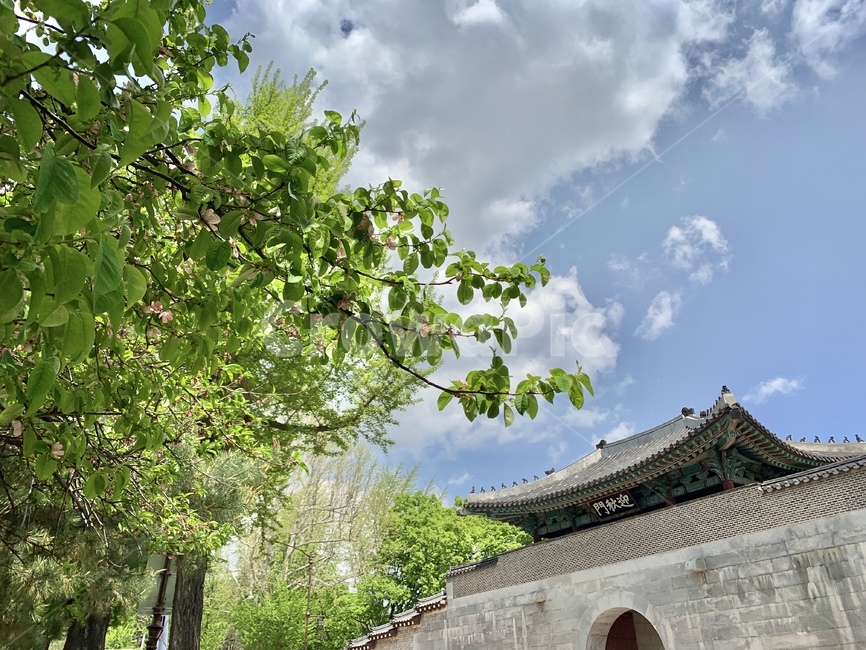 경복궁,하늘,대한민국,봄,초록빛,한옥