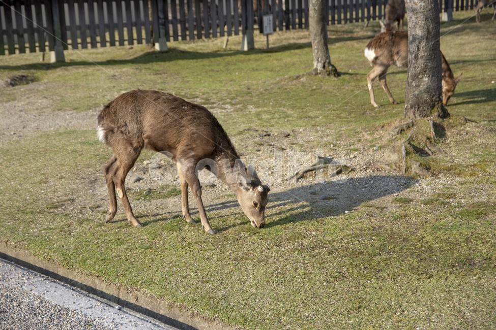 사슴,동물,자연,야생,나라공원,deer,animal,nature,wild