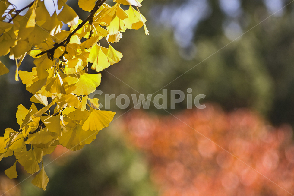 감성,감성사진,가을,풍경,은행,은행나무,가을,계절,fall,autumn,season