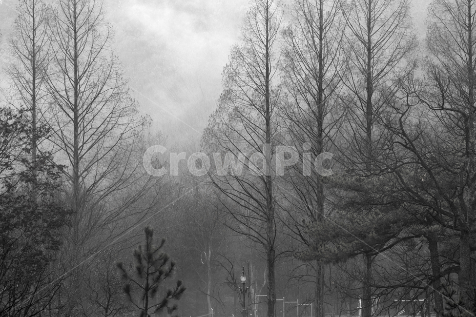 자연,날씨,옥외,나무,흑백,안개,자연,풍경,nature,landscape,흑백,모노톤,monochrome,black and white