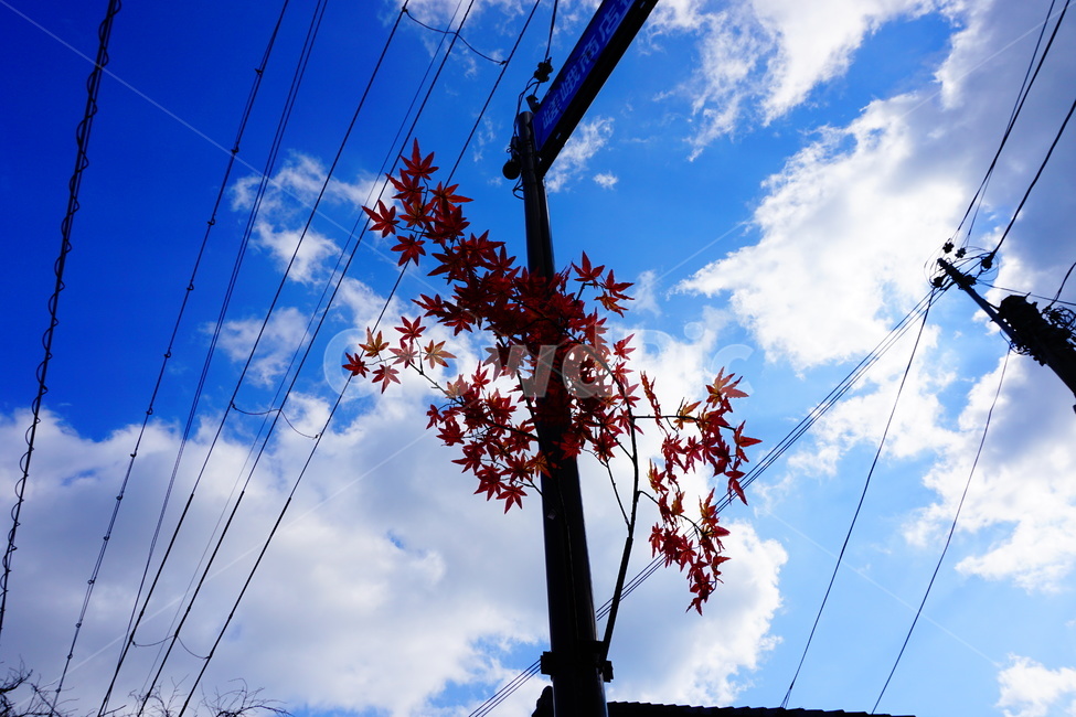 전봇대,가을풍경,단풍,구름,빨간단풍잎,가을하늘,가을,계절,fall,autumn,season,utility pole,전신주