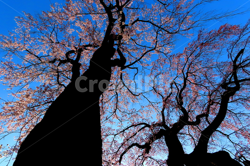 plant,식물,tree,나무,나무줄기,꽃,식물,자연,plants,nature,꽃,flower