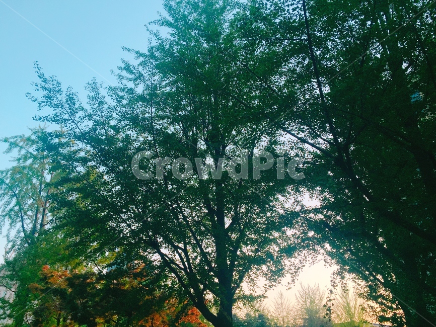 가을,단풍,하늘,나무,tree,autumn,fall