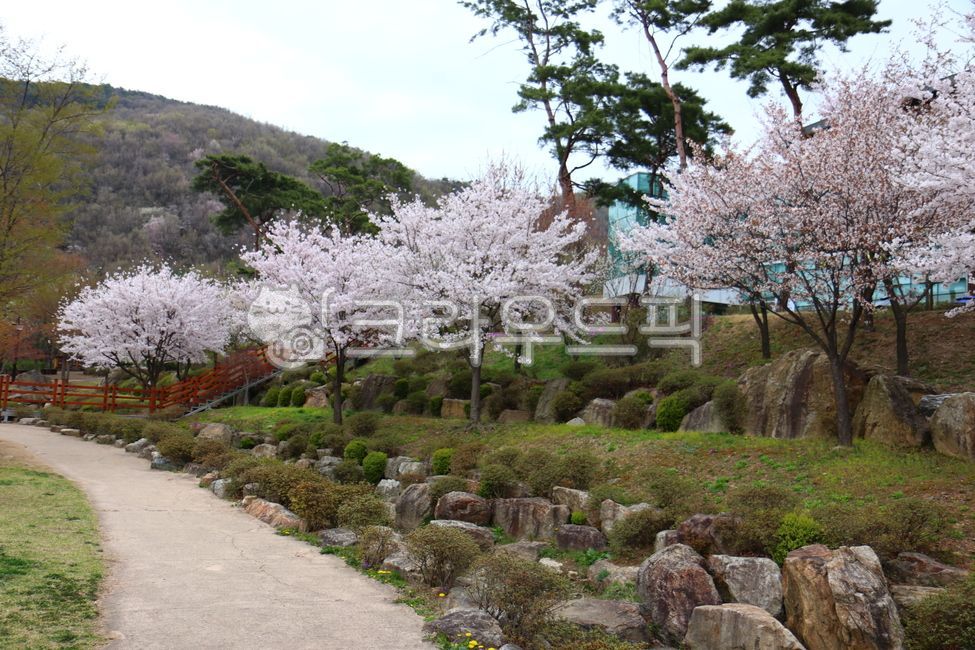 벚꽃,꽃,봄꽃,식물,플라워,봄,여름가을,입학,졸업,입학시즌,졸업시즌,가정의달,축하,축복,은혜,어버이날,결혼,결혼축하,승진,승진축하,시헌,시험합격축하,생일,생일축하,결혼기념일