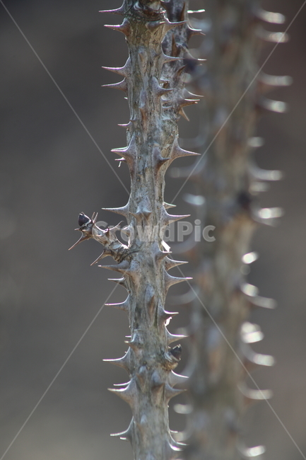 음나무,엄나무,가시,약용식물,castoraralia,식물,자연,plants,nature