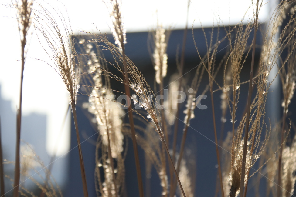 식물,plant,갈대,자연,풀