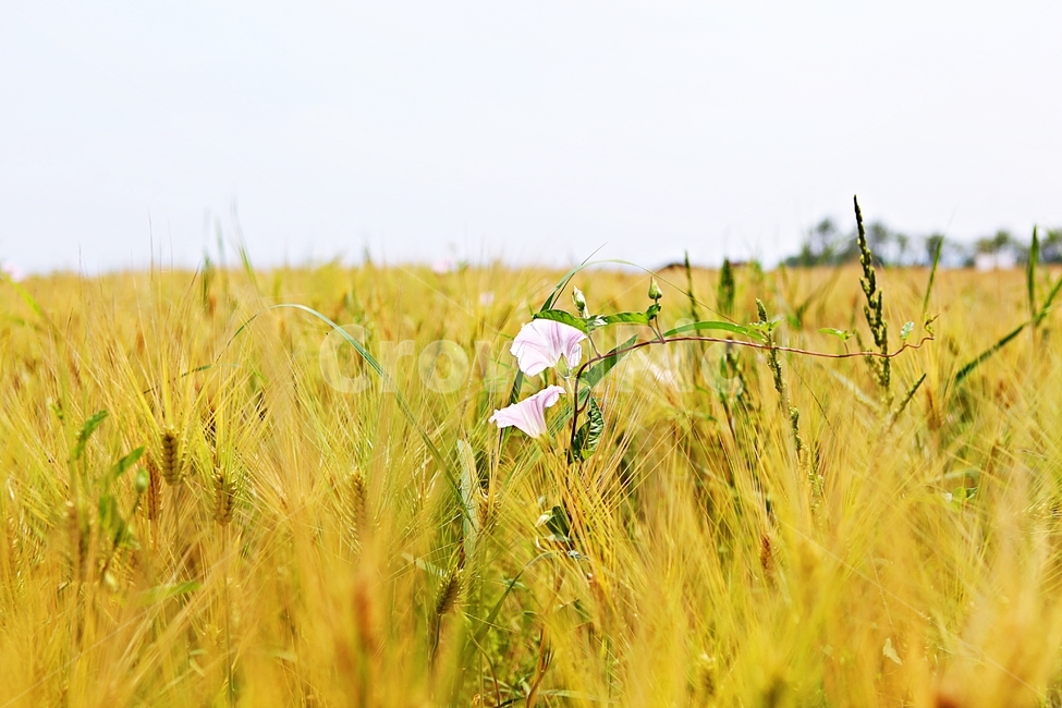 나팔꽃,보리밭,꽃,보리,곡식,자연,식물