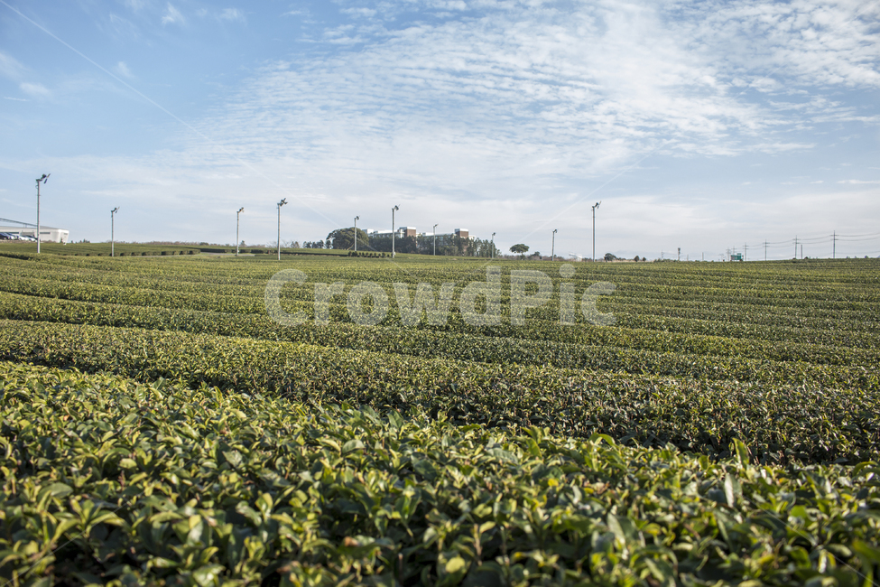 녹차밭,제주도,녹차잎,greentea,농장,풍경,경치,자연,풍경,nature,landscape,한국자연풍경,한국자연경관,korea nature landscape,제주도,jeju,jeju island,산업,industry,industrial,농업,농사,agriculture,farming,farming industry