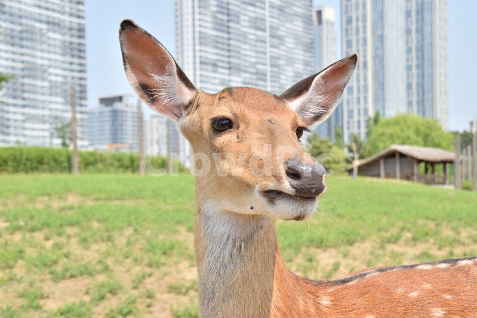 동물,사슴,봄,귀여움,가축,동물,animal,포유류,mammal