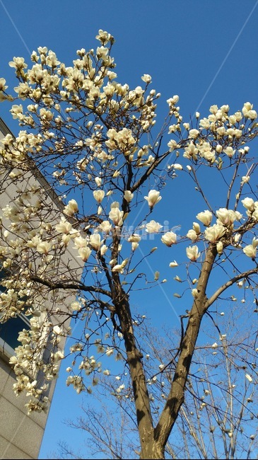 목련,푸른하늘,화사,순백의,아름다운,하얀꽃,만개,파란하늘,하늘,백목련,목련꽃,예쁘다,고귀한,순결한,순수한,봄,봄꽃,아름답다,목련나무,백색,하얀색,흰색,봄풍경,풍경,봄이미지,우아하다,magnolia,자연,식물,flower,나무,꽃,spring,korea,blossom,springflowers,식물,자연,plants,nature,꽃,flower