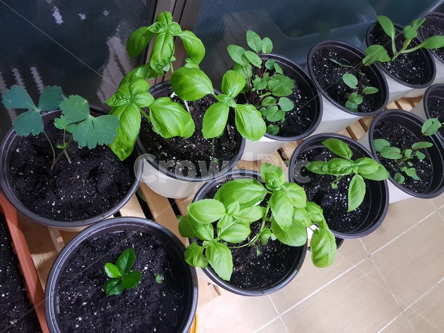 베란다정원,바질수확,바질,녹색,허브,herb,식물,자연,plants,nature