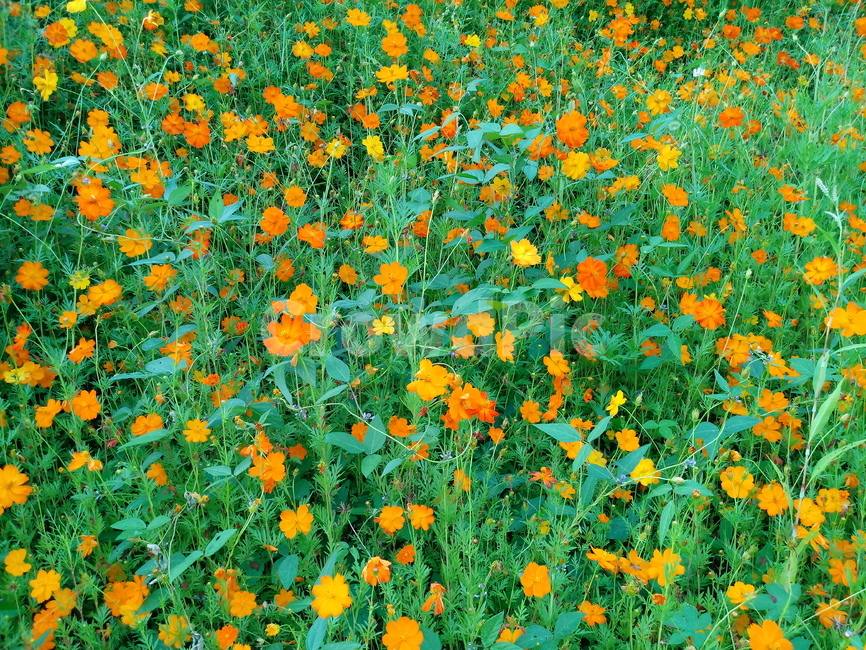 노랑코스모스,yellowcosmos,황금코스모스,식물,꽃,flower,plant,한해살이풀,식물,자연,plants,nature,꽃,flower