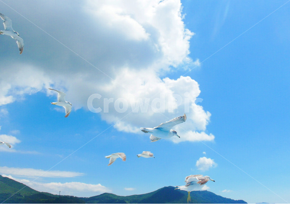 갈매기,하늘,새,구름,풍경,동물,조류,birds,seagull,animal,동물,animal,조류,새,birds,감성,sensible,feeling,색깔,색상,색채,색감,color sense,color sensitivity,feeling of color