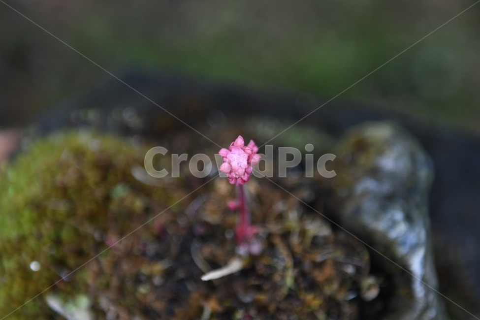 식물,꽃,감성사진,자연,flower,꽃사진,봄,봄꽃,계절,감성,4월,spring,힐링,자연풍경,풍경,봄,계절,spring,season,식물,자연,plants,nature,꽃,flower,moss,이끼,plant