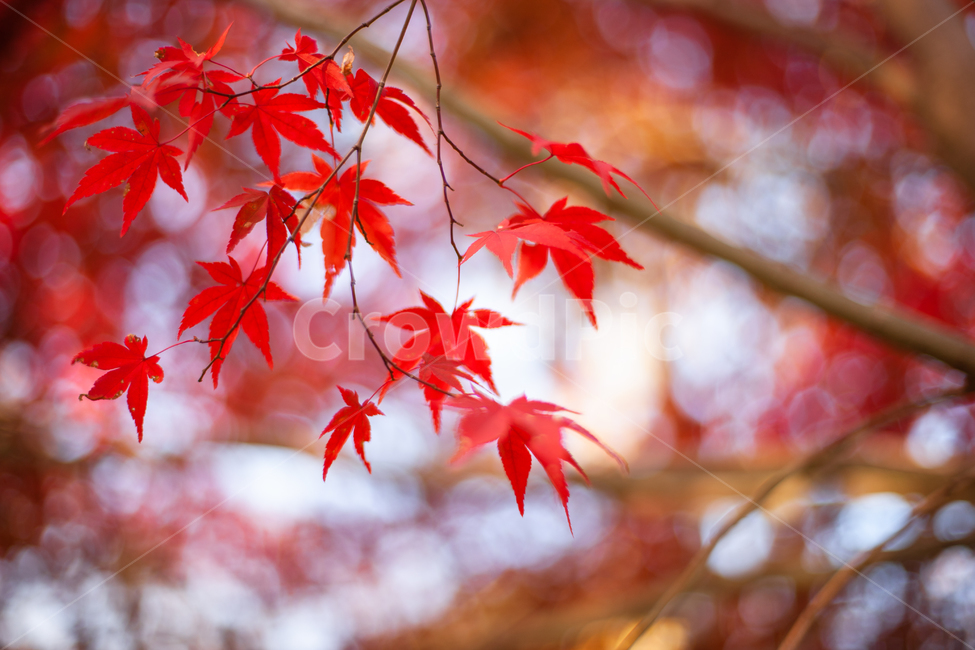 가을,단풍,단풍잎,단풍나무,나무,가을,계절,fall,autumn,season,leaf,잎,plant,식물,tree