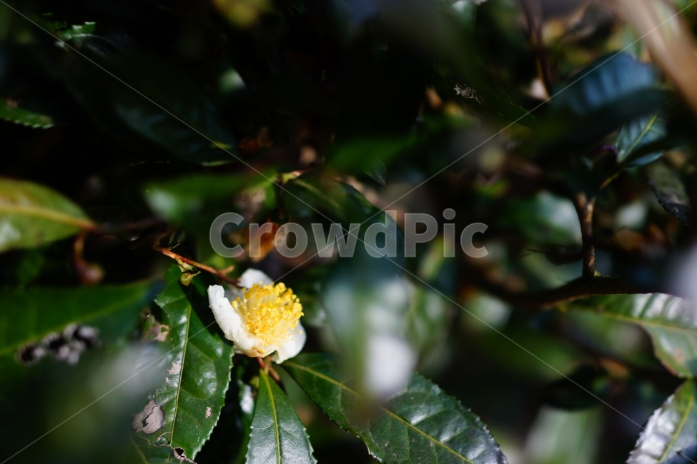 녹차,녹차꽃,녹차밭,카멜리아시넨시스,꽃,차,식물,자연,plants,nature,꽃,flower