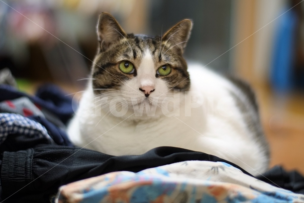 부산,고양이,야옹이,반려동물,동물,동물,animal,포유류,mammal,고양이,cat,kitten,kitty