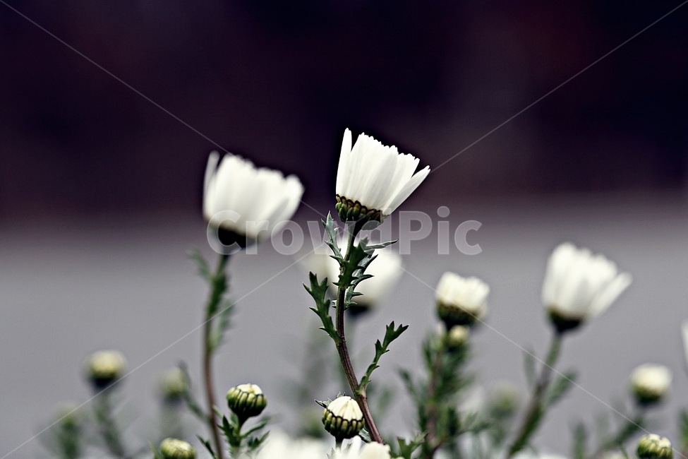 꽃,식물,공원,자연,배경,식물,자연,plants,nature,꽃,flower