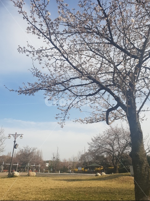 벚꽃,나무,봄,공원,산책